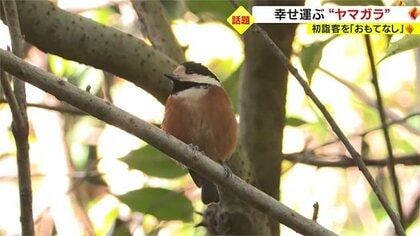 「幸せを運んでくれる」ヤマガラ　小さな神社で参拝客を“おもてなし”【鹿児島発】