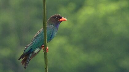 絶滅危惧種「森の宝石」ブッポウソウ　今だけ見られる美しい姿…約3分の1が飛来する町で【岡山発】