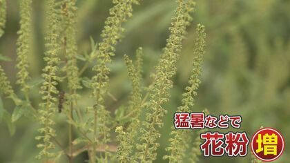 風邪によく似た症状 猛暑で深刻化か ‟秋の花粉症”に要注意 子供は重症化の恐れも