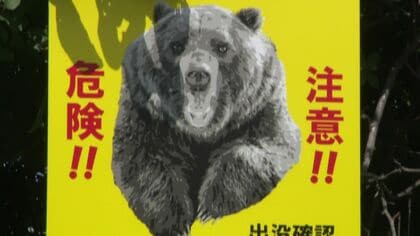  ヒグマが畑のトウモロコシ約100本をたいらげる―付近に足跡も確認され、市が警戒呼びかけ―箱わなの設置も検討中＜北海道函館市＞