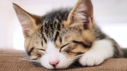 猫のクローンは作れるの？ 世界初は大失敗だった！見た目はそっくりでも性格まで同じにするのは難しい