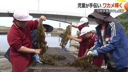 昔ながらの「ワカメ干し」小学生が体験　「もみわかめ」に加工し給食で味わう　福井市長橋小学校