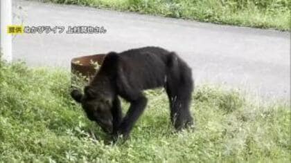 住宅の車庫に力なく寝そべるクマ 6時間以上居座る…住宅方向に向かったためハンターにより駆除される　体長1.5メートル・体重54キロのやせ細った状態　住民4人は無事　北海道上士幌町