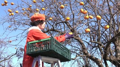 クマ被害拡大で大注目！「放置柿」でビジネス確立を目指す男性　2024年の目標は“キッチンバス”と“加工場”【秋田発】