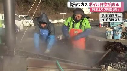気仙沼でワカメのボイル作業開始　今年は生育２週間遅れで色落ちも　雨や時化の少なさが要因か〈宮城〉