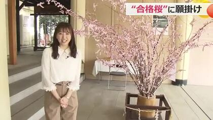 「喜びの春を勝ち取りたい」桃色短冊に願いを込めて　福井市の護国神社で合格桜が“増殖”中　　4月上旬まで設置