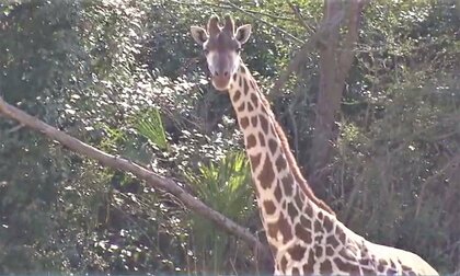 歩道占拠「103個の植木鉢」動物園職員が「ニュースで見て欲しい」キリンやサイのえさに活用　切りたての葉をぼりぼり「スナック菓子みたい」