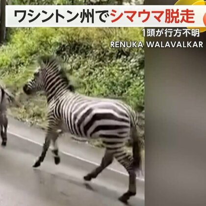 “脱走シマウマ”道路を駆け抜ける　トレーラーから4頭のシマウマが脱走　1頭が行方不明　米・ワシントン州