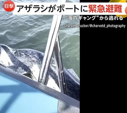 【緊急避難】シャチに追われ命からがらボートに逃げてきたアザラシ…ボートの女性「大丈夫よ！そこにいて」　アメリカ