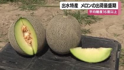 出水特産　メロンの出荷最盛期　平均糖度16度以上【鹿児島】