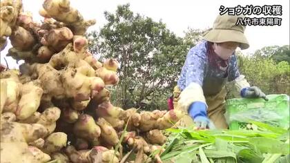 香り高い仕上がり　ショウガの収穫【熊本】