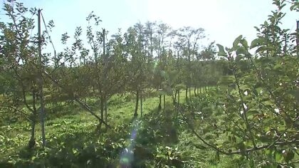 ブランドリンゴ約4000個が盗難　「奥州ロマン」複数農園で被害相次ぎ警察が捜査　岩手県