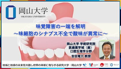 【岡山大学】味覚障害の一端を解明～味細胞のシナプス不全で酸味が異常に～