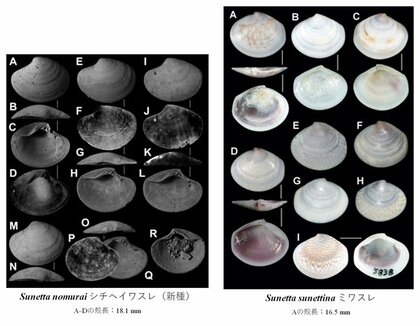 国立科学博物館 忘れ貝 可憐な新種とそのゆくえ 万葉集 土佐日記にいう貝たちの もののあはれ と 鎖国の名残
