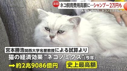 猫B 最終値下げしました！ 4_d1e946ed-4b82-4459-8e1b-
