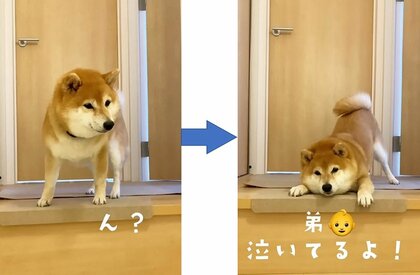ハイ！ハンカチ！」赤ちゃんの泣き声を聞いた“兄”柴犬の姿が健気…普段
