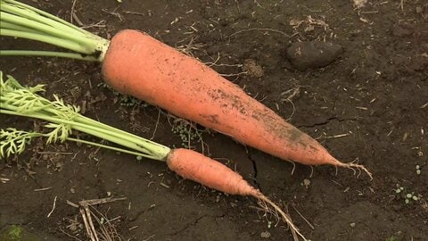 ニンジン小型化で価格1.9倍…猛暑が影響　一方キャベツはお得で食べ放題も　ゲームで育てて本物の野菜ゲット！アプリが大人気