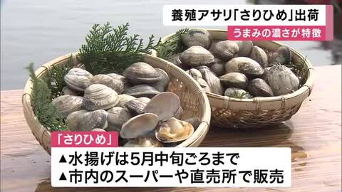 完全養殖アサリ「さりひめ」水揚げピーク　通常の1.5倍サイズでうまみ濃厚　生育良好で「過去最高の出来」　5月中旬まで販売へ　兵庫・姫路市