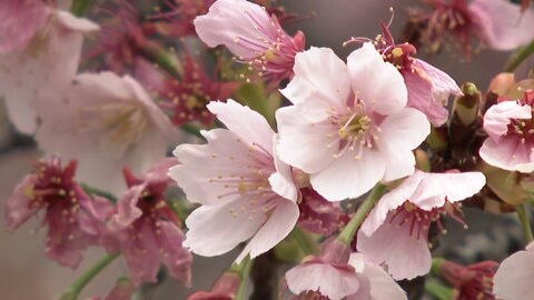 今年の花見は「宴会派2割」都心あす開花か　浜に大量ホタルイカ　カニ給食　出雲大社しめ縄作り　乾燥続くも春の陽気