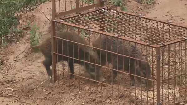 イノシシ捕獲作戦 チャンス到来の瞬間をカメラはとらえていた