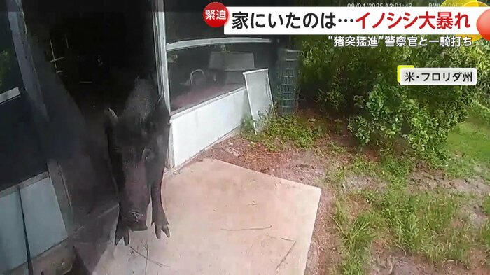 イノシシが警察官に突進してきた瞬間(Lee County Sheriff's Office)