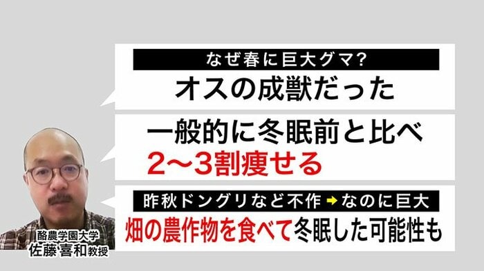 巨大グマがなぜ春に？