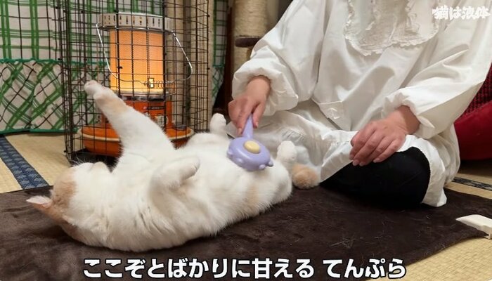 てんぷらくんがお母さんを独り占めできるチャンス!