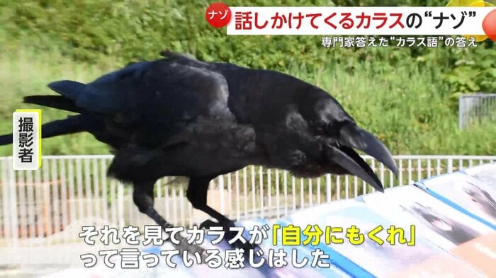 撮影者はご飯が目的ではないかと推測(提供:小樽総合デザイン事務局)