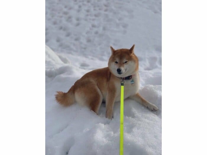 まだ遊びたい(提供:柴犬ハルさん)