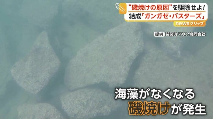 磯焼け状態の海の中