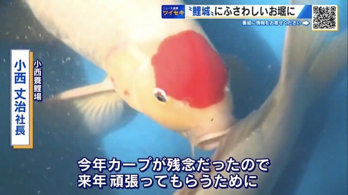 赤いヘルメットを被ったような模様のコイ