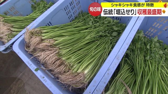 堀込せり