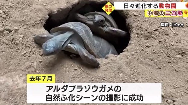 アルダブラゾウガメの自然ふ化