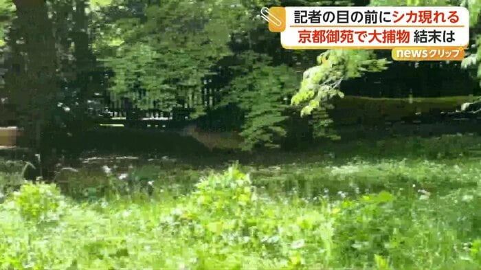 捕獲用の網を飛び越えて逃げるシカ