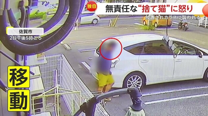子ネコを捨てた人物(提供:譲渡が出来る保護猫カフェMyao)