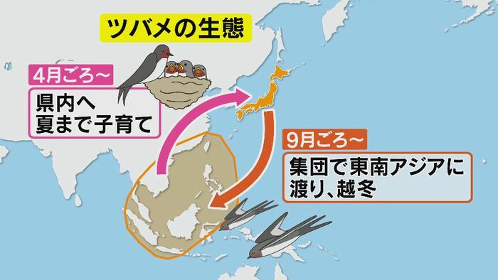 ツバメの生態