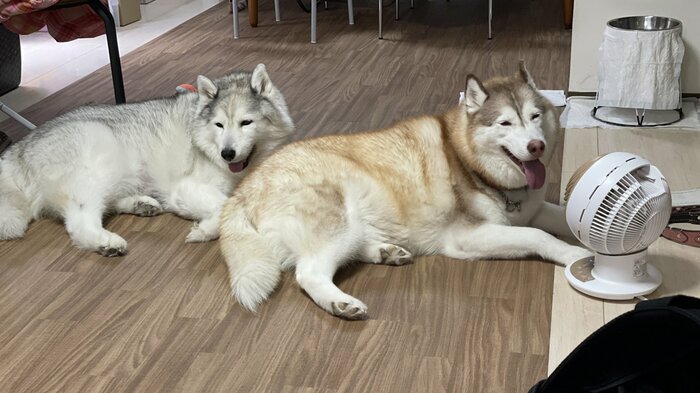 サーキュレーター前にハスキー犬の列ができている(提供:ハマジさん)