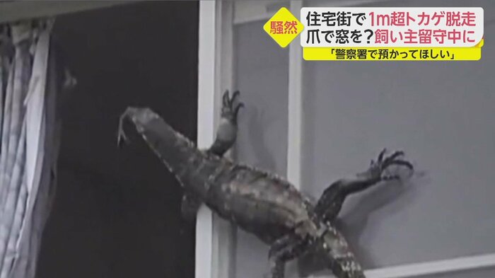 舌を出し、部屋の中をのぞき込むトカゲ