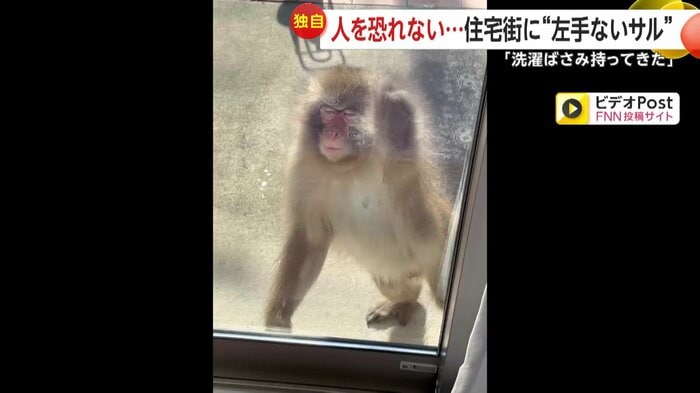 カメラに気づいたのか窓ガラスの方に寄ってくると、ガラス窓に左手を当てて家の中をのぞき込んだ猿