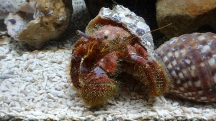 ヤドカリといえば、貝殻が印象的だが…