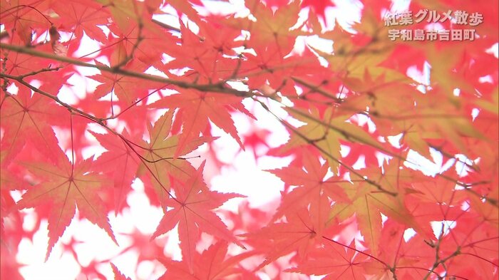 真っ赤に色付いた紅葉は12月上旬まで