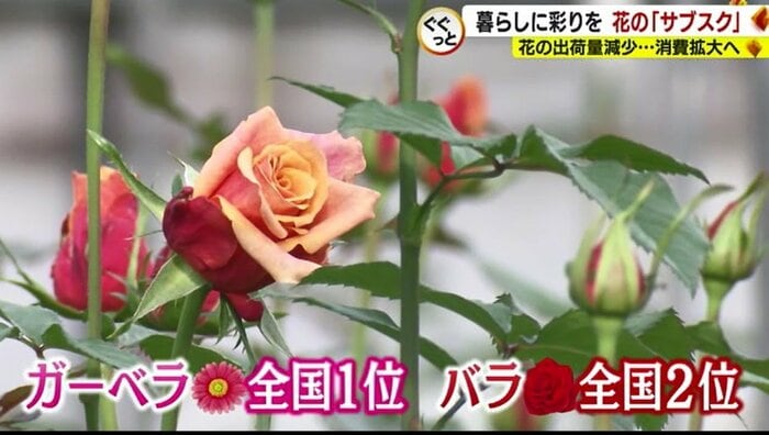 静岡県は全国有数の花の生産地