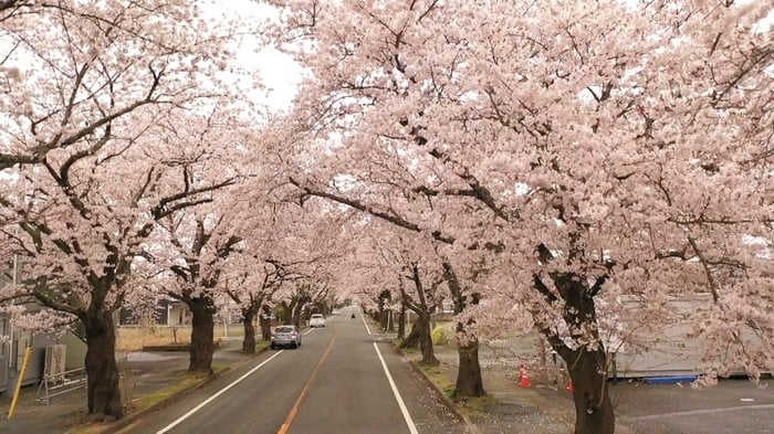 人々の思い出が詰まった「桜のトンネル」 帰還困難区域の一部解除で散策範囲広がる【福島発】
