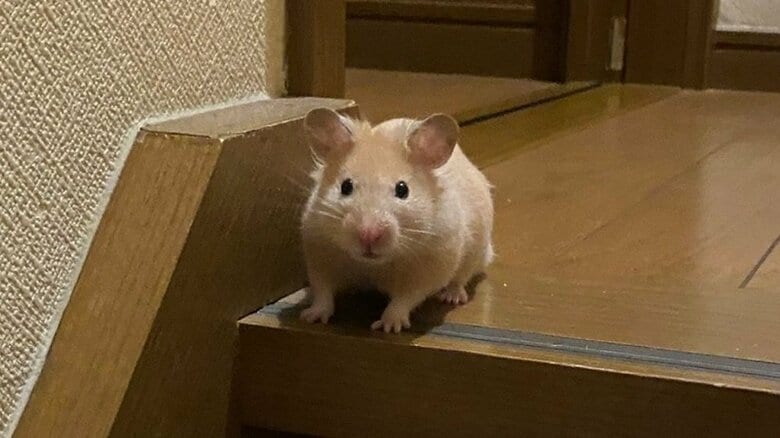 「たくましいな」ハムスターがプラスチックケースに穴を開けて大脱走！どうやって開けたのか飼い主に聞いた｜FNNプライムオンライン