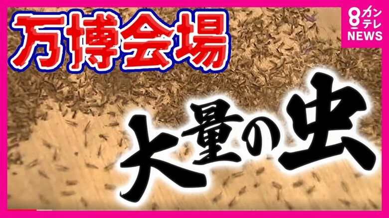 「気持ち悪い！しつこい！」万博に大量発生した「ユスリカ」に逃げ回る来場者　防虫スプレーは効果期待できず　アース製薬に「緊急」援助要請｜FNNプライムオンライン