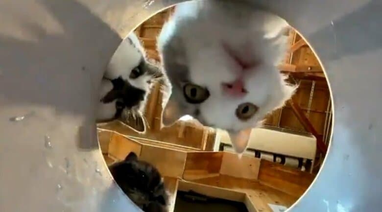 覗きこむ猫たちの視線を独り占め！ 長崎バイオパークの「幸せになれるバケツ」に癒される｜FNNプライムオンライン