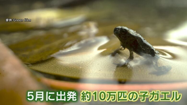 『そこに山があるから？』霊峰を必死に登るカエルたち 梅雨に現れる“カエルの登山”間もなく山頂へ到達か【福岡発】｜FNNプライムオンライン