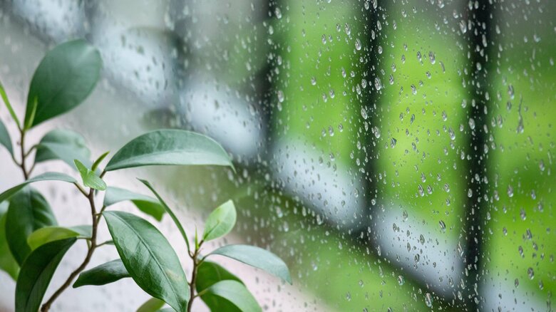カビ、蚊、コバエ、ダニは6月から増えてくる⁉　観葉植物をカビや害虫から守るには？発見したときの対処は？ 日本気象協会｜FNNプライムオンライン