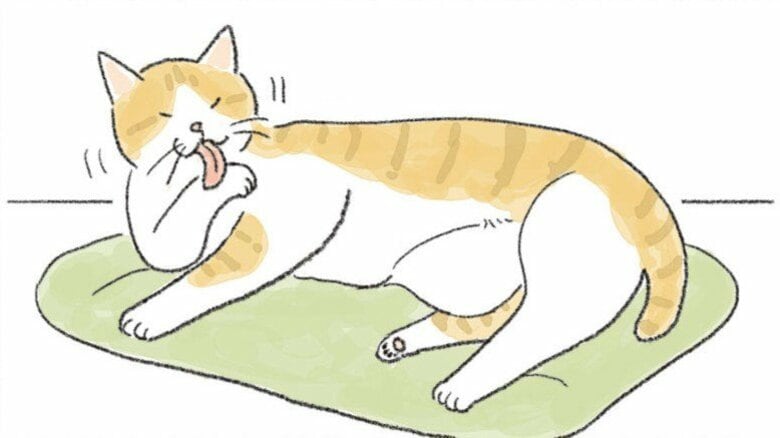 【猫あるある漫画】なんでそんなに猫しぐさ　第10回「猫の体の“袋”を知ってる？　マニアックな部位の名前」｜FNNプライムオンライン