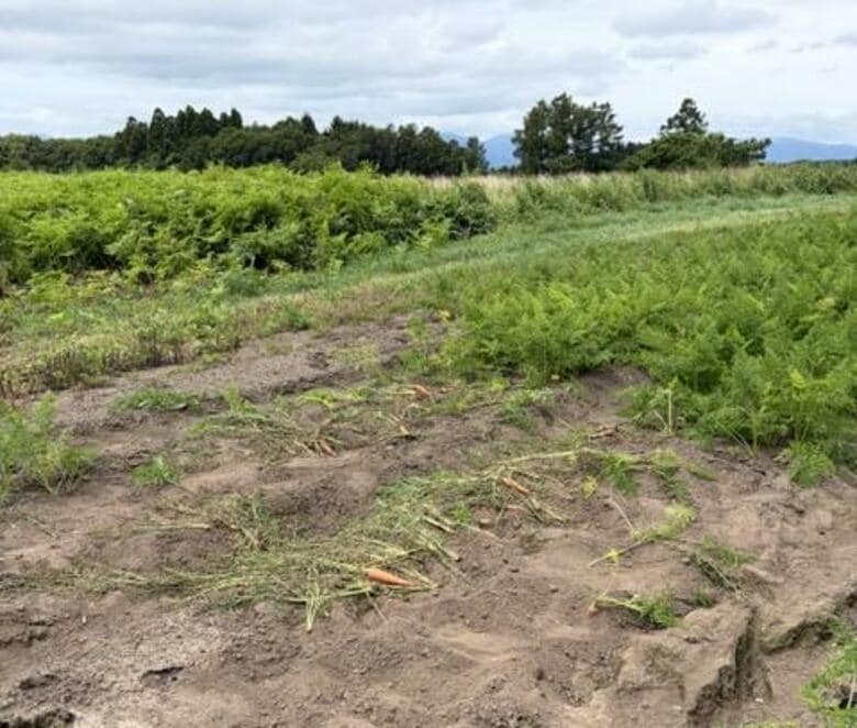 【ヒグマ速報】収穫直前のニンジン約500本が食い荒らされる_付近には幅約13センチの足跡とフンも_約1キロ先の畑では8月6日にトウモロコシ約100本が被害〈北海道函館市〉｜FNNプライムオンライン